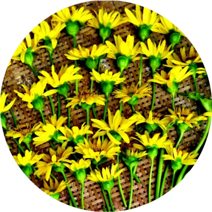 大叶蛋白菊花收购开始  生态循环经济花开自贡