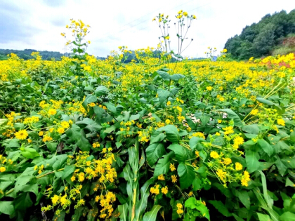 大叶蛋白菊基地突变金色的海洋