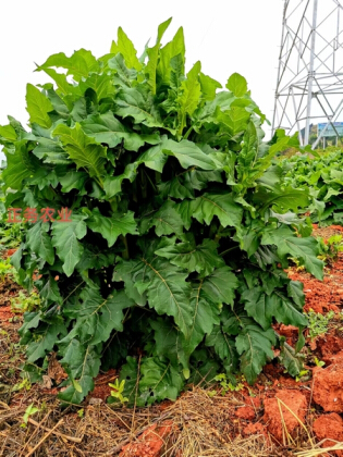 生产负责人就如何种好大叶蛋白菊切实答疑(二)_四川正务农业