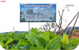 为大叶蛋白菊庆生