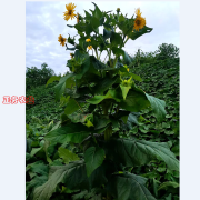 生产负责人就如何种好大叶蛋白菊切实答疑