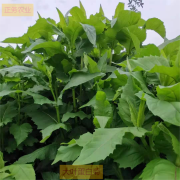 大叶蛋白菊就是大叶蛋白菊,普通而特别