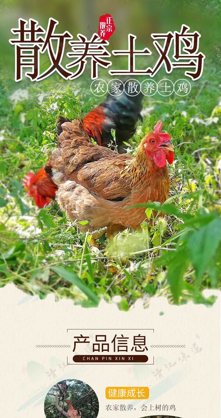 生土鸡_长阳电子商务公共服务中心